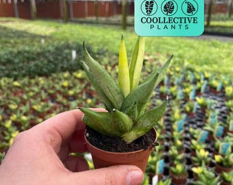 2" Pot Sansevieria Ming Manee – Rare Indoor Snake Plant, Compact & Hardy, Tropical Houseplant