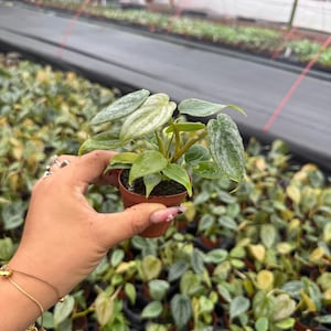 May include: A small potted plant with green and silver leaves is held in a brown pot. The plant has a few leaves with a unique pattern. The background shows a greenhouse with many similar plants.