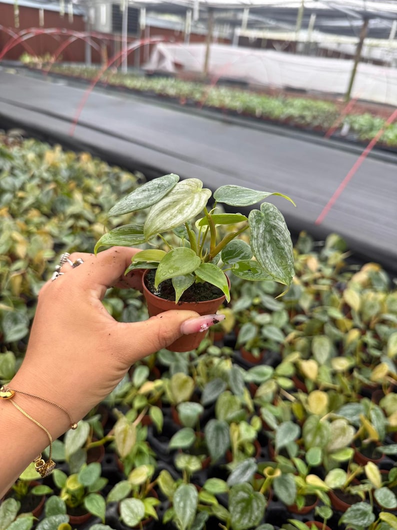 May include: A small potted plant with green and silver leaves is held in a brown pot. The plant has a few leaves with a unique pattern. The background shows a greenhouse with many similar plants.