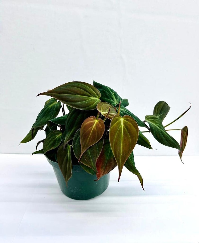 Coollective Plants Philodendron Micans - Thumbnail 2