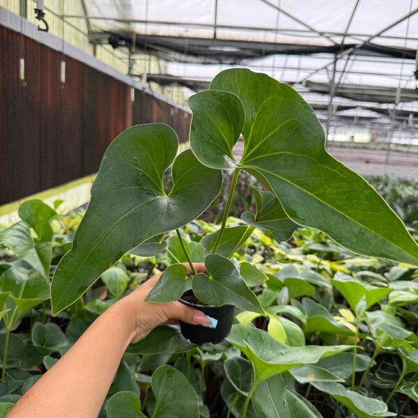 4" Pot Anthurium Brownii