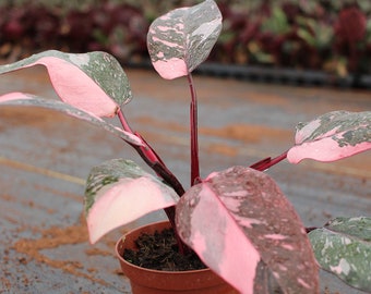 Philodendron Pink Princess Marble "High pink color" :Indoor Plants -Easy Care Houseplant - Starter Plant, Live, Easy to Grow-Beginner Plant