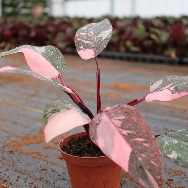 Philodendron Pink Princess Marble "High pink color" :Indoor Plants -Easy Care Houseplant - Starter Plant, Live, Easy to Grow-Beginner Plant