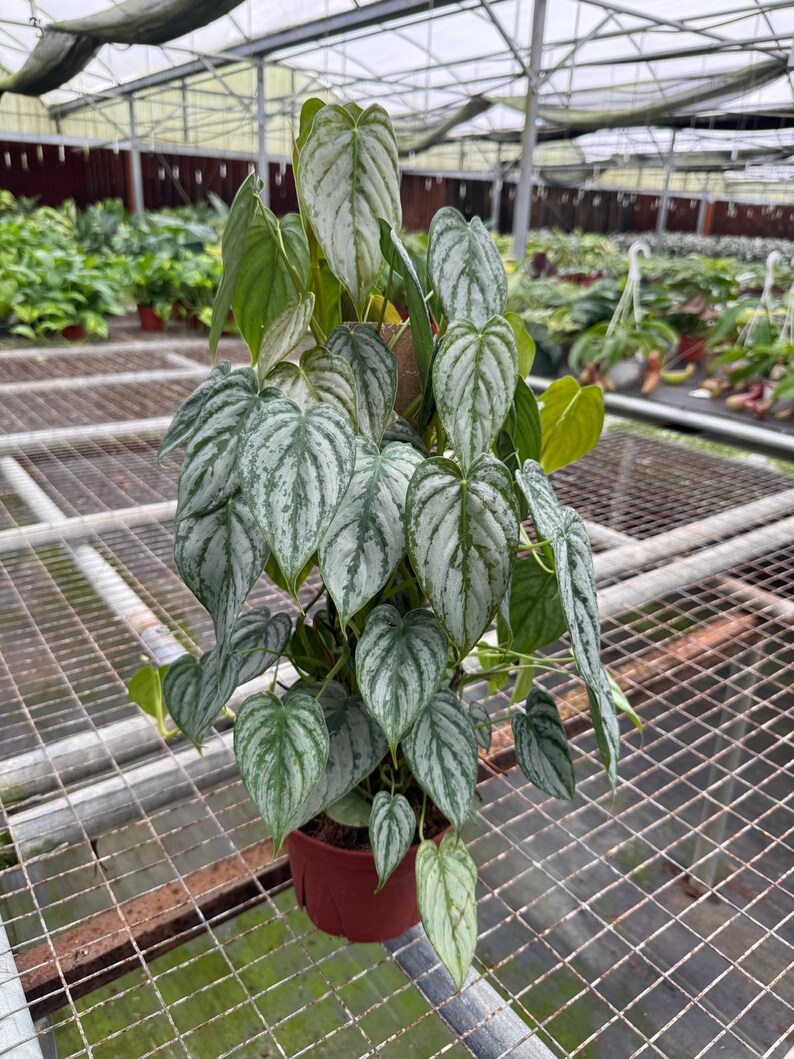 May include: A potted houseplant with large, heart-shaped leaves. The leaves are a mix of green and silver, with prominent veining. The plant is in a brown pot and is surrounded by other plants in a greenhouse setting.