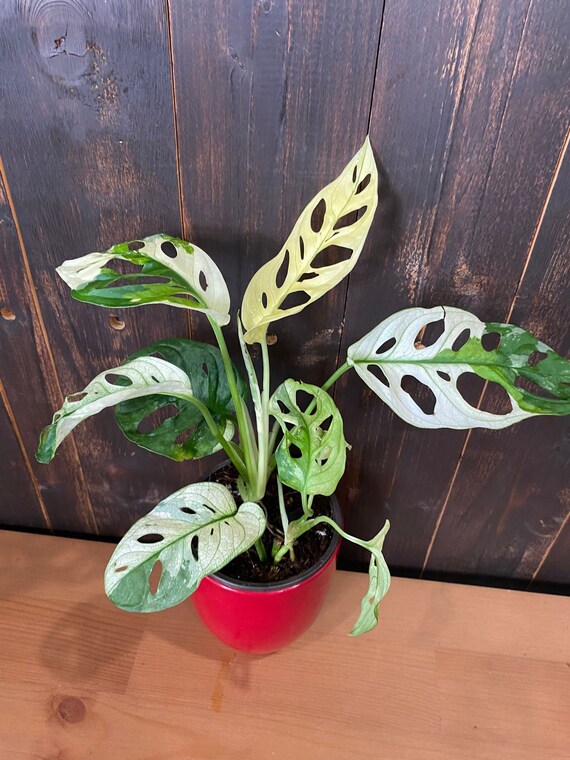 Monstera Adansonii Variegated Live Plant - Rare Swiss Cheese Indoor Houseplant – Easy Care Tropical Starter