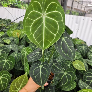 Anthurium Clarinervium