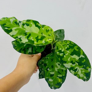 May include: A close-up of a Calathea plant with large, vibrant green leaves patterned with lighter green and white camouflage-like markings. The plant is in a black pot, held against a white background.