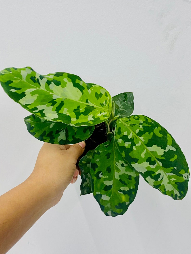 May include: A close-up of a Calathea plant with large, vibrant green leaves patterned with lighter green and white camouflage-like markings. The plant is in a black pot, held against a white background.