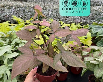 Syngonium Pink Perfection “Cherry” Live Indoor Plant – Easy Care Pink Arrowhead Houseplant for Low Light Spaces