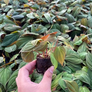 May include: A small, potted plant with green and red leaves. The plant is being held in a hand.
