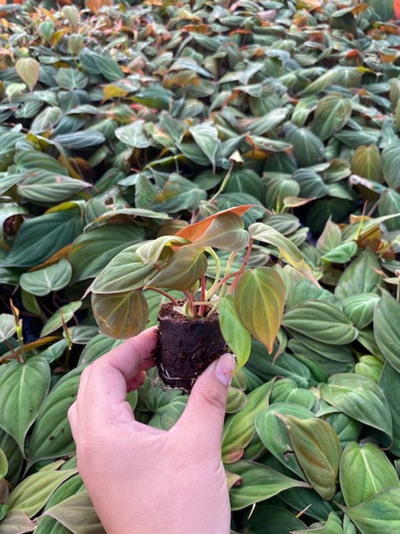 May include: A small, potted plant with green and red leaves. The plant is being held in a hand.