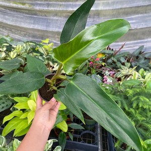 Philodendron Mexicanum :  Indoor Plants - Easy Care Houseplant - Starter Plant ,Live Indoor, Easy to Grow - Beginner Plant