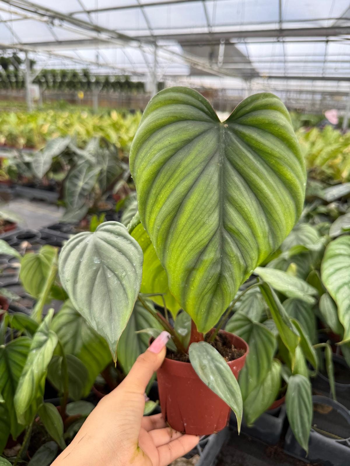 Philodendron Sp Colombia - Etsy