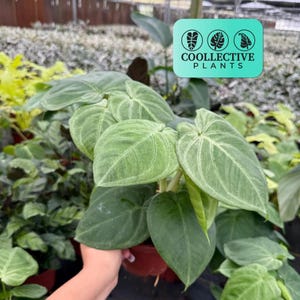 Syngonium Frost - Etsy