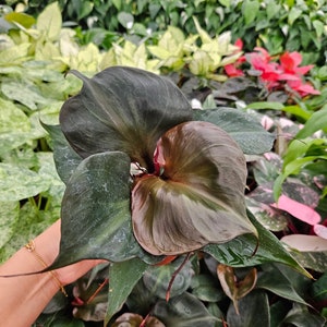Philodendron Red Heart - Etsy