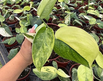 訳あり特価　Scindapsus Yupa ③ 訳あり特価 Scindapsus Yupa ③ - メルカリ