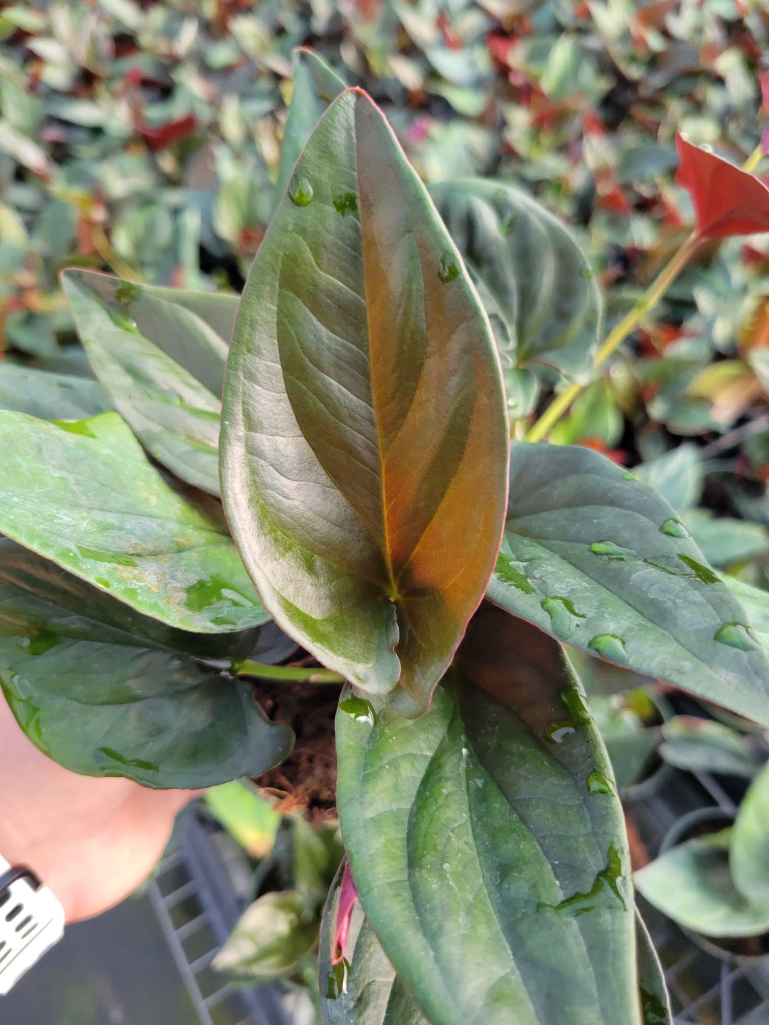 4" Pot Syngonium Erythrophyllum Red Arrow: Live Indoor Plants - Easy Care  Tropical Houseplant - Starter Plant, Easy to Grow - Beginner Plant - Etsy