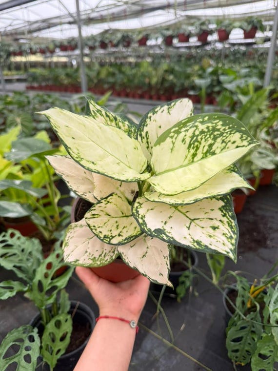 Aglaonema Super White : Live Indoor Houseplant – Beginner Friendly