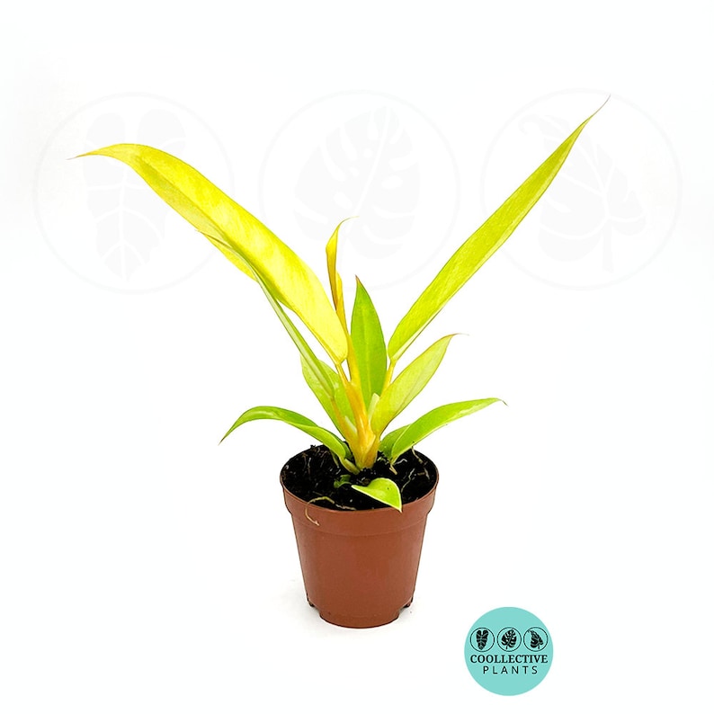 Coollective Plants Philodendron Crocodile - Thumbnail 3