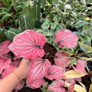 black zz plant benefits ZZ Plant Black Raven, Live Indoor Plant main image 1