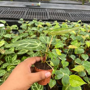 May include: A small potted plant with large, green leaves featuring prominent white veins. The plant is held in a small, brown pot. The background shows a greenhouse setting with many other plants.