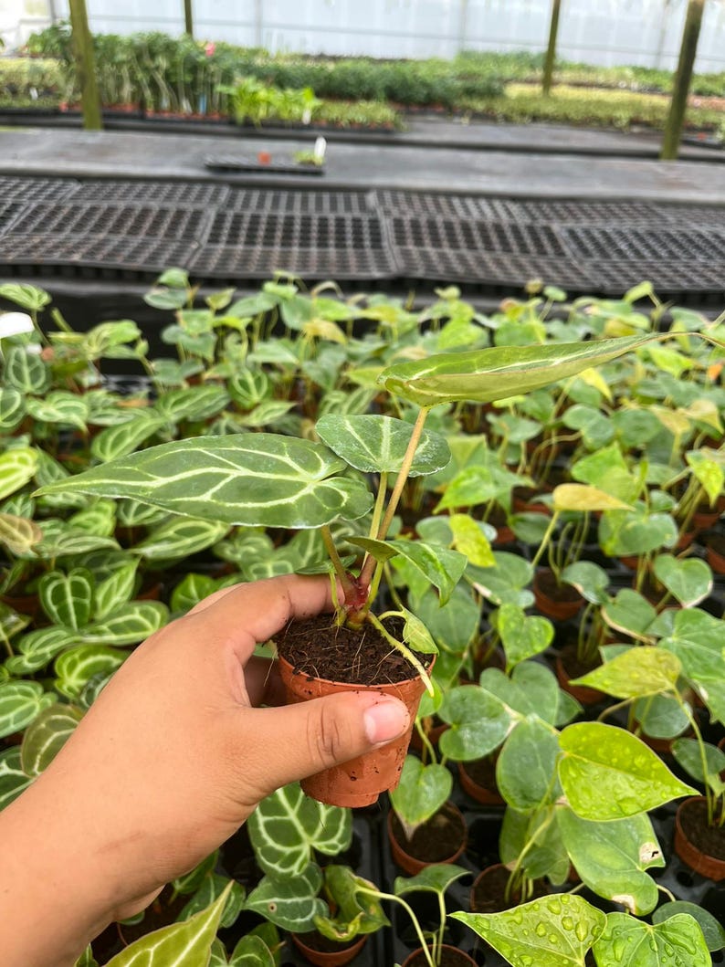 May include: A small potted plant with large, green leaves featuring prominent white veins. The plant is held in a small, brown pot. The background shows a greenhouse setting with many other plants.
