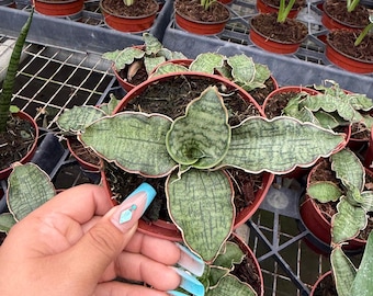 Sansevieria Silver Blue – Rare Compact Snake Plant | Silver-Blue Succulent