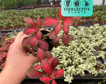2" Fittonia Verschaffeltii Forest Flame– Indoor Live Plant – Easy Care Tropical Houseplant
