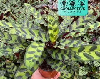 Calathea Lancifolia (o Calathea Lancifolia) - Planta de interior de fácil cuidado para principiantes - Planta tropical de interior que requiere poca luz - Ideal para principiantes