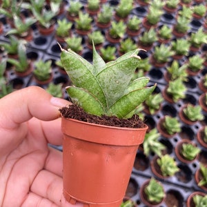 May include: A small potted succulent plant with green and white variegated leaves. The plant is in a brown plastic pot.