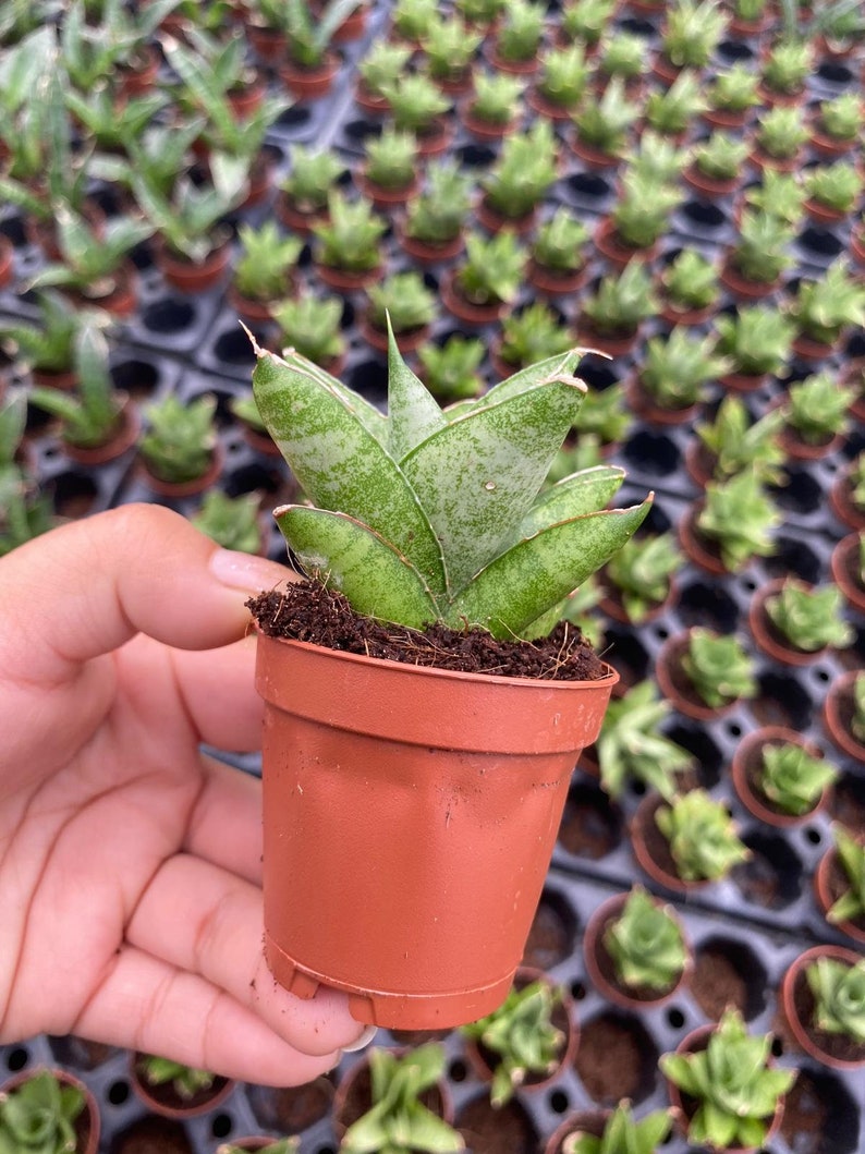 May include: A small potted succulent plant with green and white variegated leaves. The plant is in a brown plastic pot.