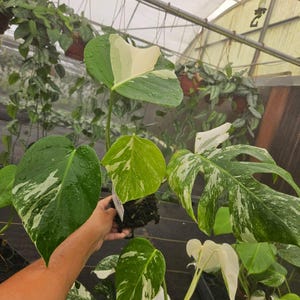 May include: A close-up of a Monstera plant with large, variegated leaves. The leaves display a mix of green, white, and cream colours. The plant is held by a person. Other plants are visible in the background.