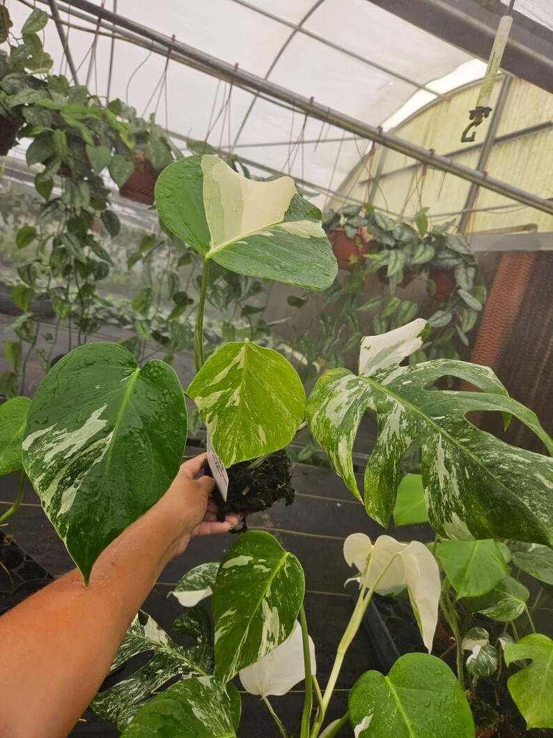 May include: A close-up of a Monstera plant with large, variegated leaves. The leaves display a mix of green, white, and cream colours. The plant is held by a person. Other plants are visible in the background.