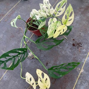 May include: A Monstera adansonii variegata plant in a small brown plastic pot. The trailing vine features heart-shaped leaves with natural perforations, displaying a mix of deep green and creamy white variegated patterns throughout the foliage.