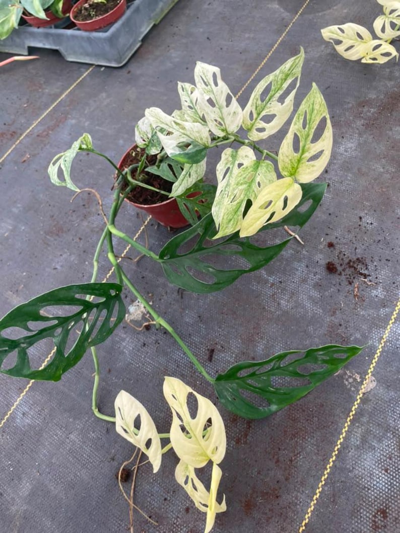 May include: A Monstera adansonii variegata plant in a small brown plastic pot. The trailing vine features heart-shaped leaves with natural perforations, displaying a mix of deep green and creamy white variegated patterns throughout the foliage.