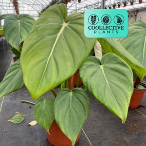 Philodendron Mcdowell :  Indoor Plants - Easy Care Houseplant - Starter Plant ,Live Indoor, Easy to Grow - Beginner Plant