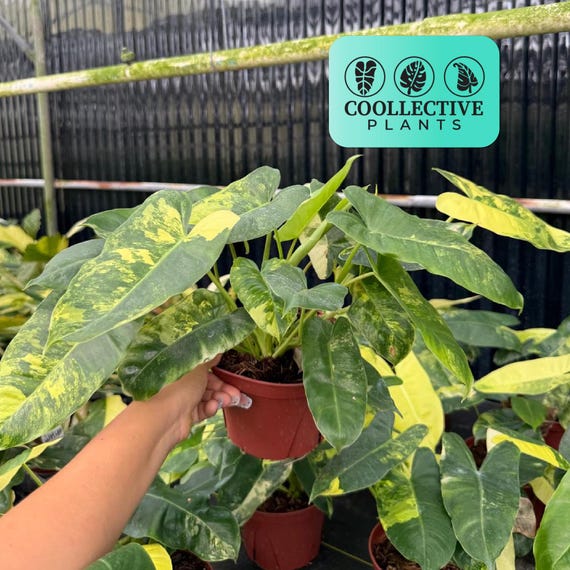 Philodendron Burle Marx Variegated, Tropical Indoor Plant - Rare Houseplant, Easy Care Starter Plant, Beginner Friendly, Live Plant