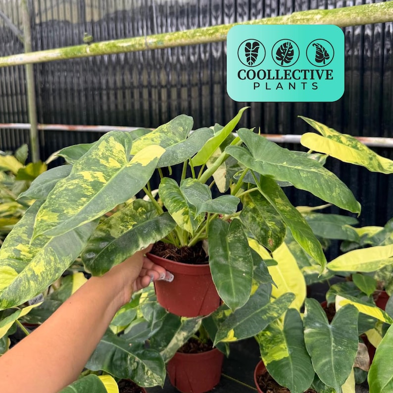 Philodendron Burle Marx Variegated live plant in 4" pot, rare tropical houseplant with stunning green and cream variegated foliage, easy care and beginner-friendly, perfect for indoor plant collectors and home decor