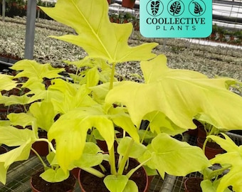 Philodendron Warscewiczii Aurea Flavum in 4 Pot - Exact Plant #105 - Etsy