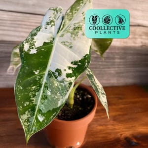 Alocasia Frydek Variegated - Live Indoor Houseplant – Rare Easy Care Tropical Starter Plant, Beginner Friendly Velvet Foliage