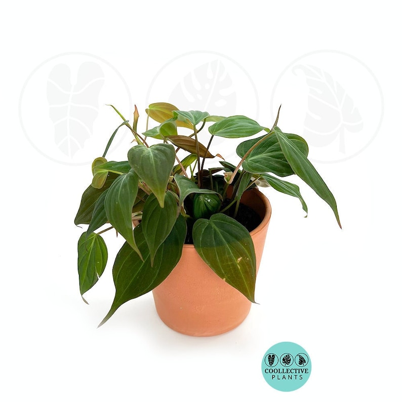 Coollective Plants Philodendron Micans - Thumbnail 5
