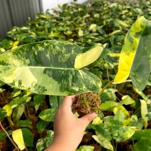 Op de afbeelding: Een close-up van een bonte plant met groene en gele bladeren. De plant wordt in de hand van een persoon gehouden. De plant wordt omringd door andere planten in een kas.