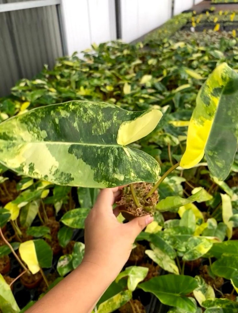 Op de afbeelding: Een close-up van een bonte plant met groene en gele bladeren. De plant wordt in de hand van een persoon gehouden. De plant wordt omringd door andere planten in een kas.