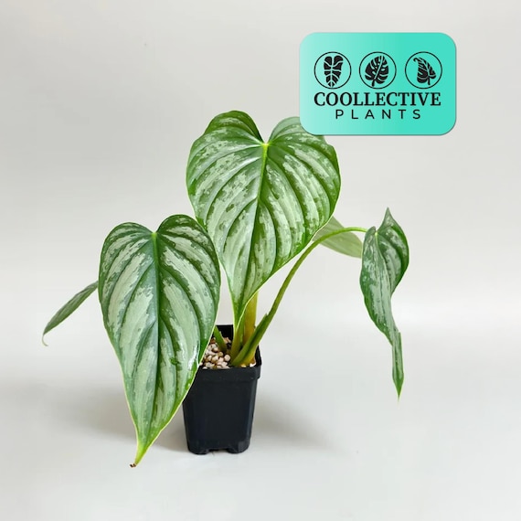 photinia hecke kaufen Glanzmispel 'Red Robin' kaufen – rote Hecke main image 0