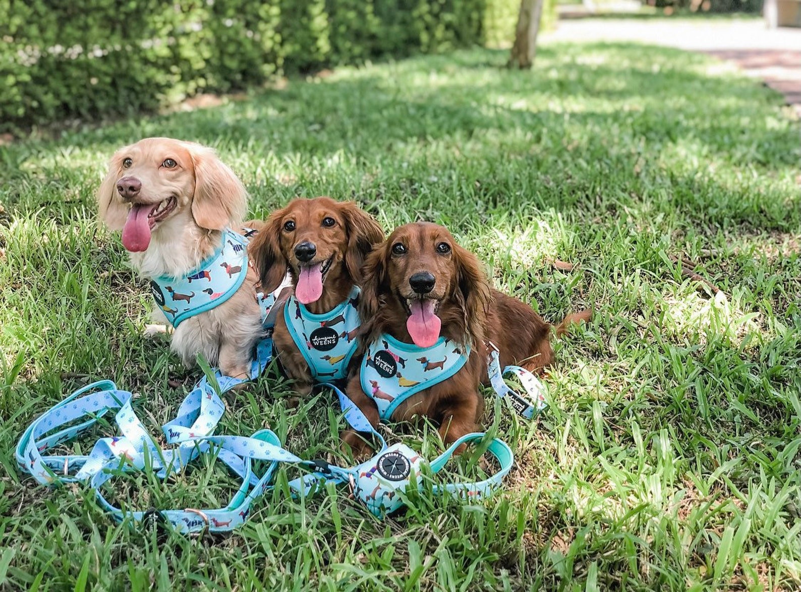 Dachshund Dog Harness Set Reversible Dog Harness Sausage Dog Etsy