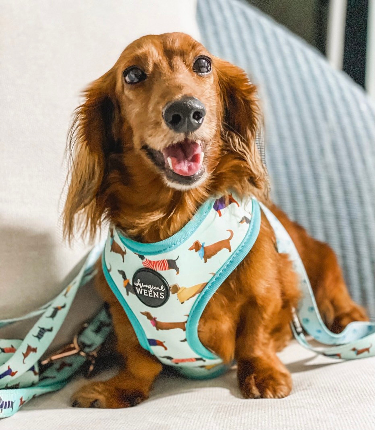 Dachshund Dog Harness Reversible Dog Harness Sausage Dog Etsy