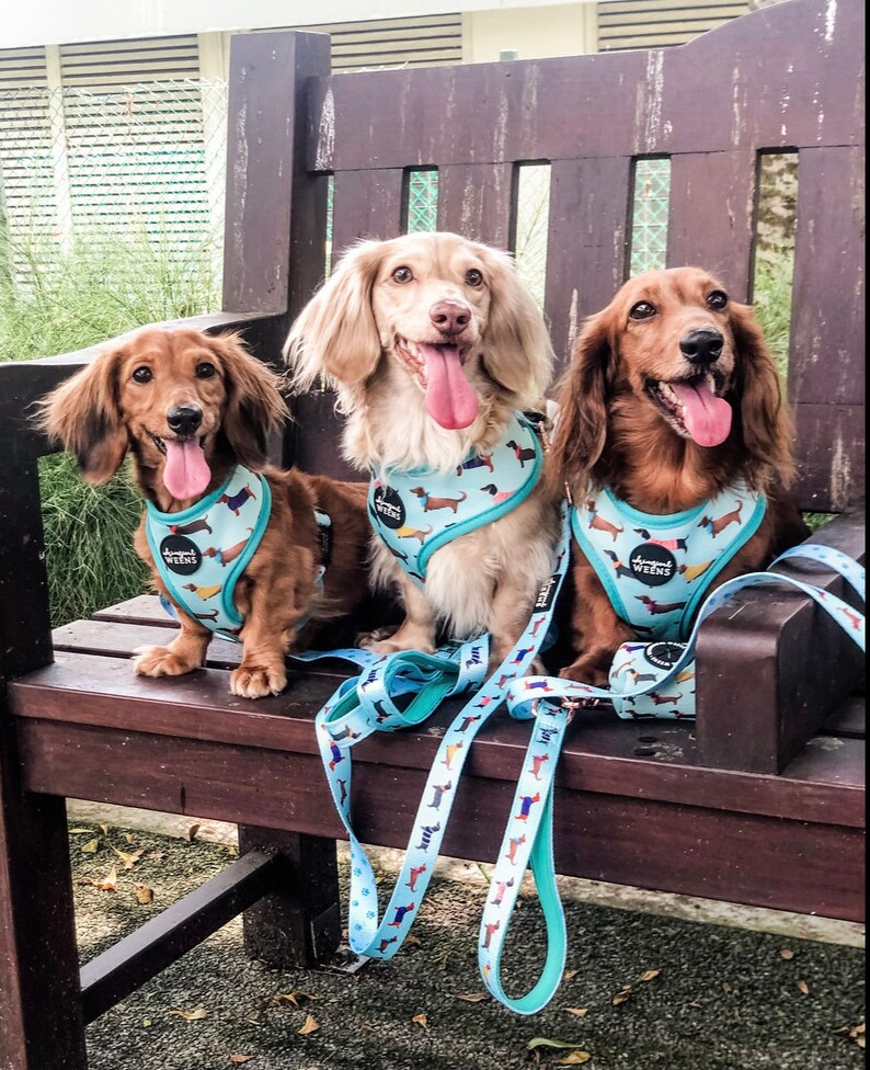 Dachshund Dog Harness Reversible Dog Harness Sausage Dog Etsy
