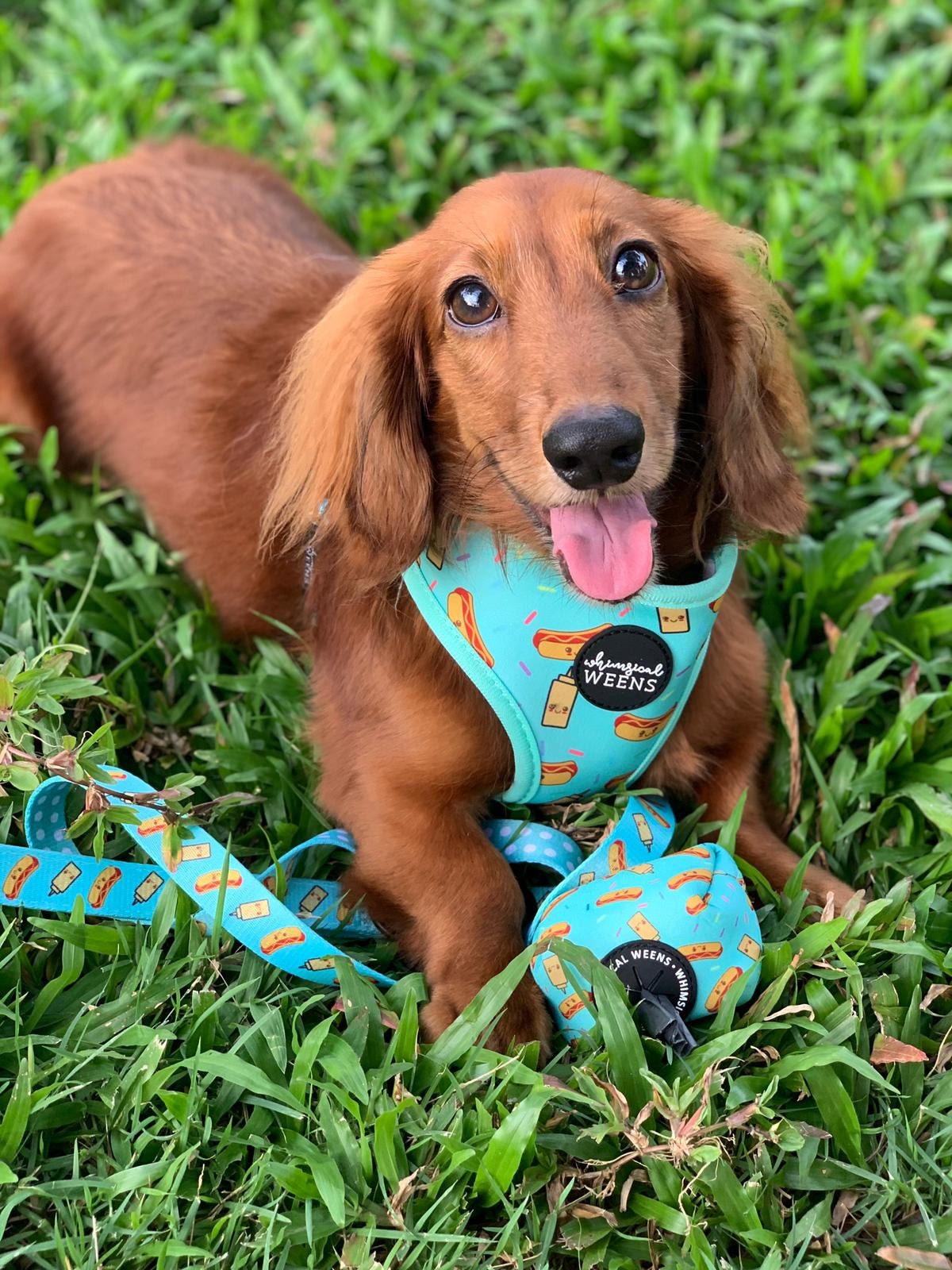 Hot Dog Dog Harness Sausage Dog Harness Dachshund Hot Dog Etsy