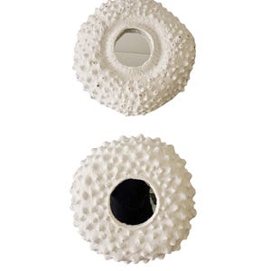May include: Two white ceramic sea urchin mirrors with round mirrors in the center. The mirrors are slightly different sizes.