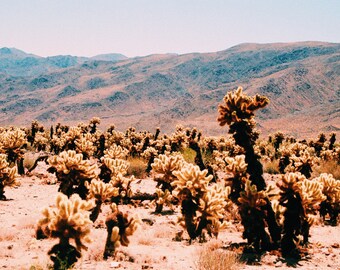 Desert Cactus (Joshua Tree) Print Poster
